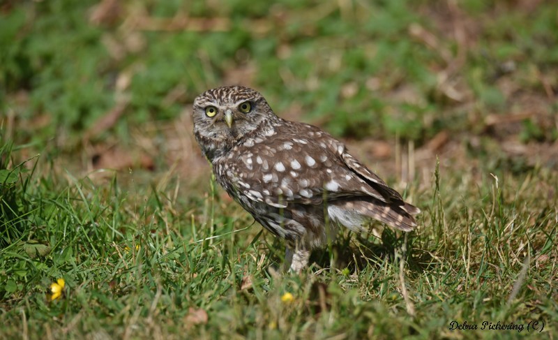 Little Owl - Owls