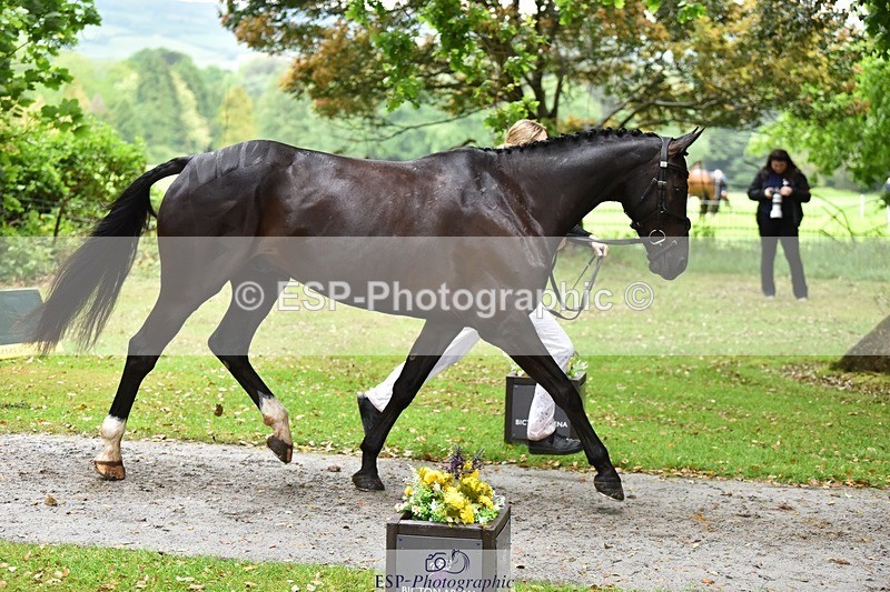 240522-163136-00979 - 209-COOLEY_DJANGO-Lottie_Royle