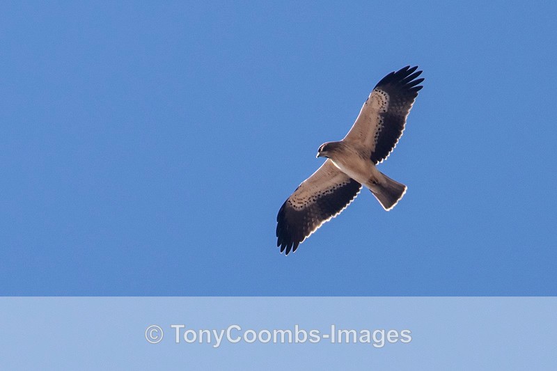 Booted Eagle  (pale phase) - Spain  2016