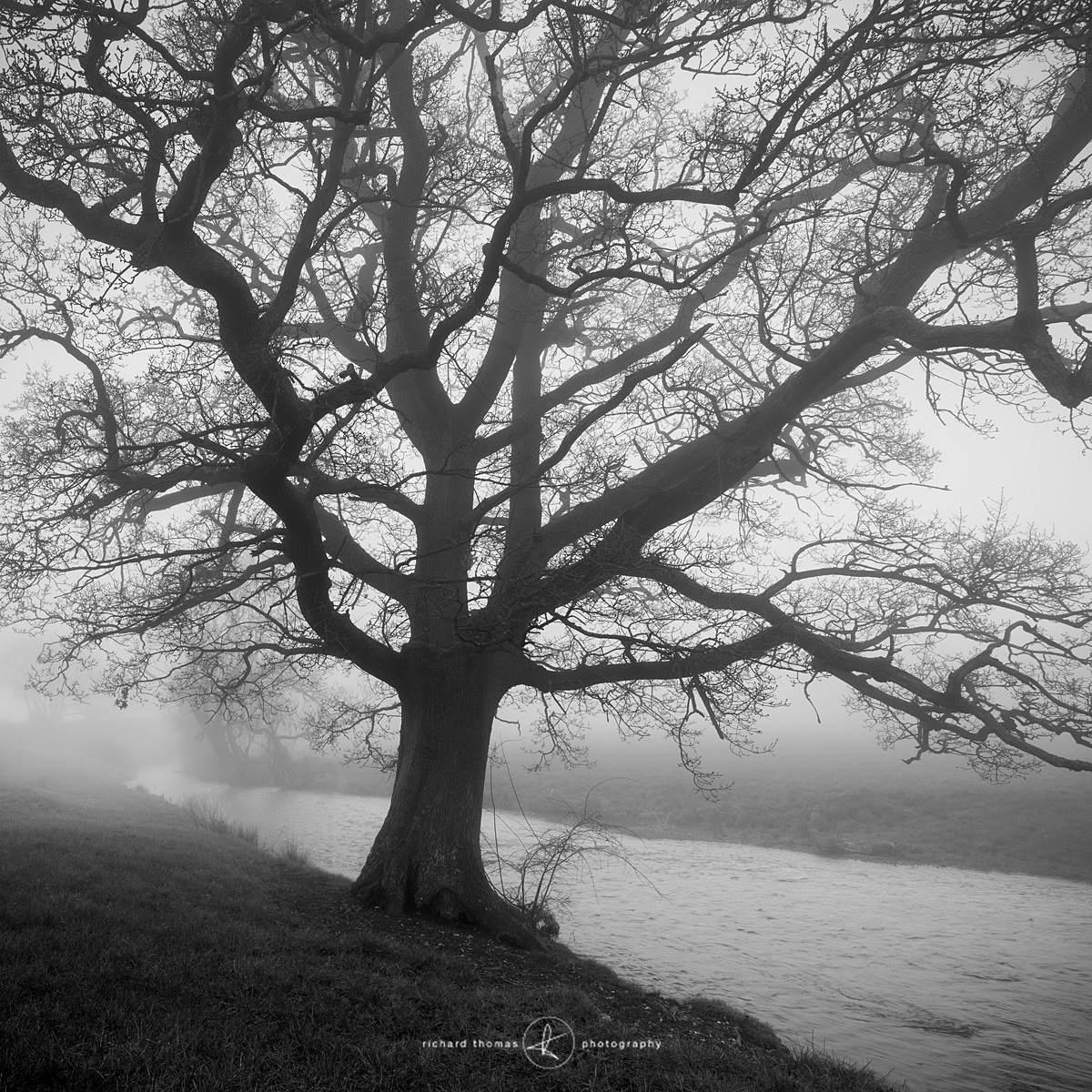 Under Oak II - Mono Mist Trees