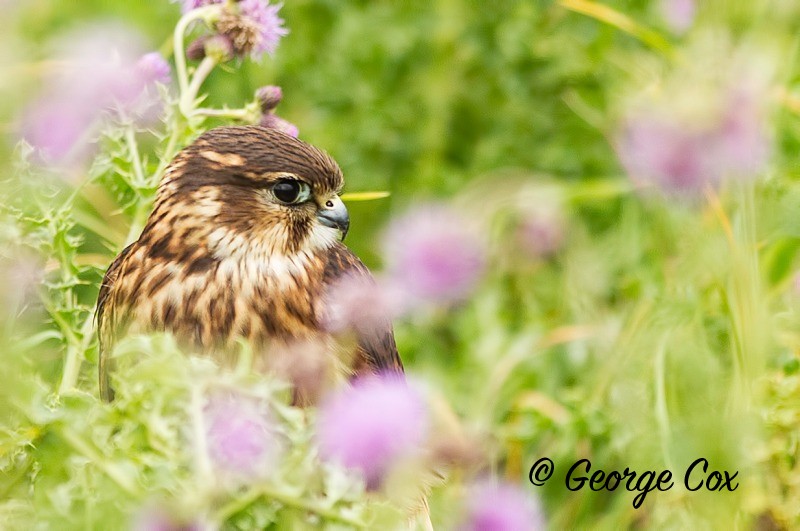 Merlin - Birds of Prey