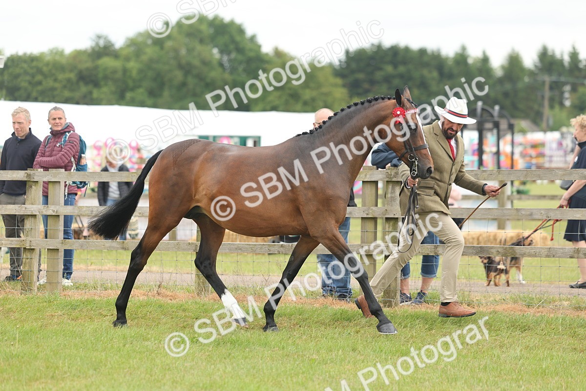 SBM_05510 - Class 68-73 - Riding Pony Breeding