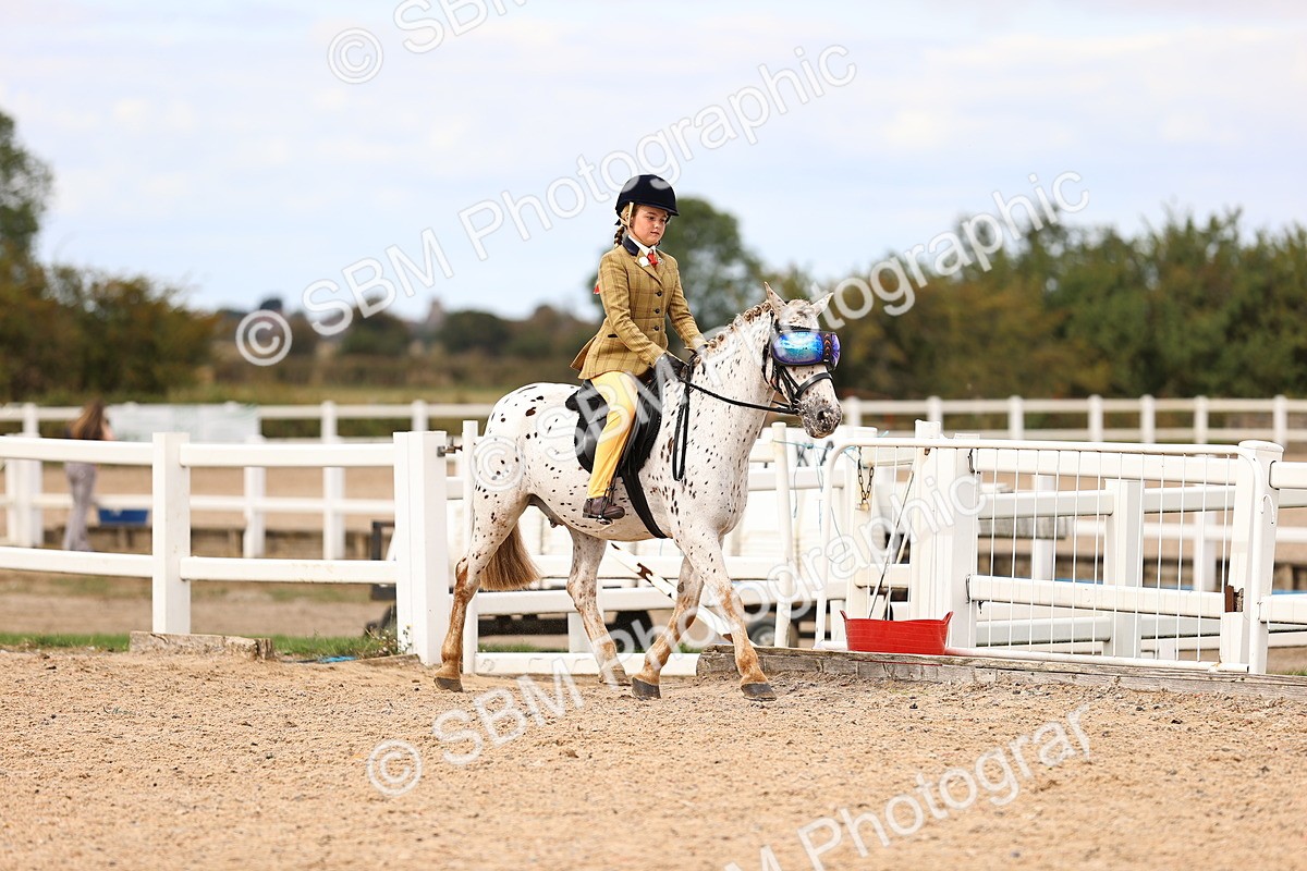 SBM_15991 - Class 417 - Handsomest Gelding (IH or Ridden) Jnr