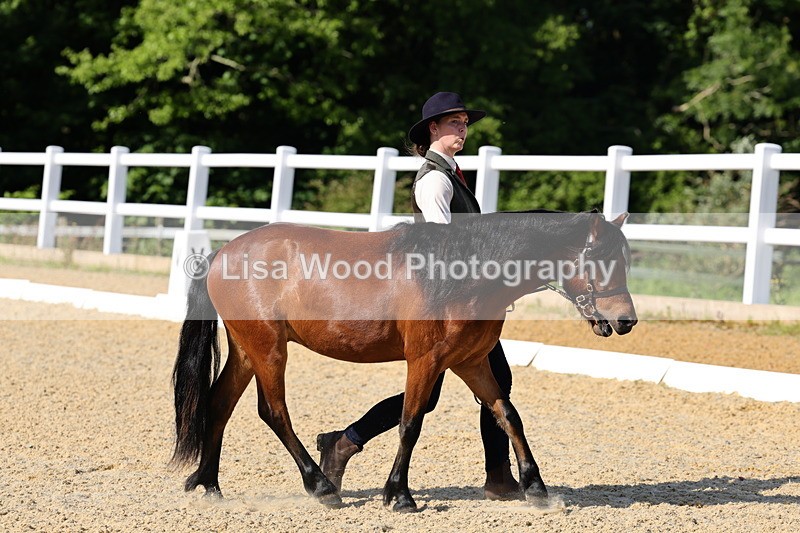 1X9A0635 - Class 3: Youngstock 1, 2, 3 year old not to exceed 153cm