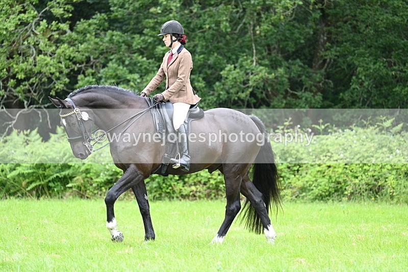 WJ7_3842 - Class 14A Handsome Gelding