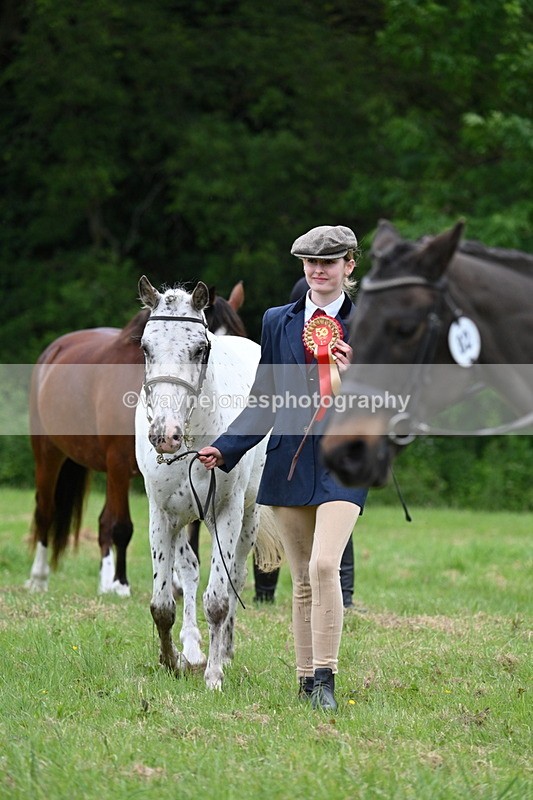 WJ7_4575 - Class 14B Prettiest Mare