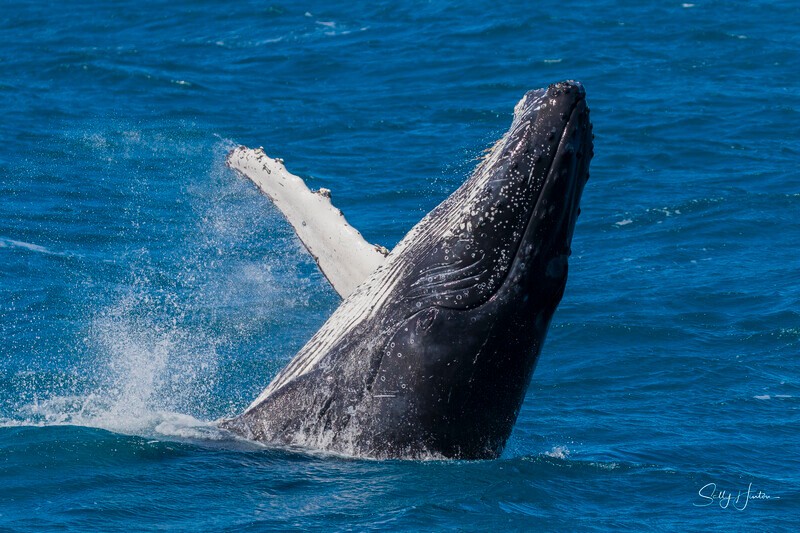 0A3A4684 - 2024 Hervey Bay Whales