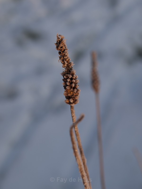  - Winter's Sparkle