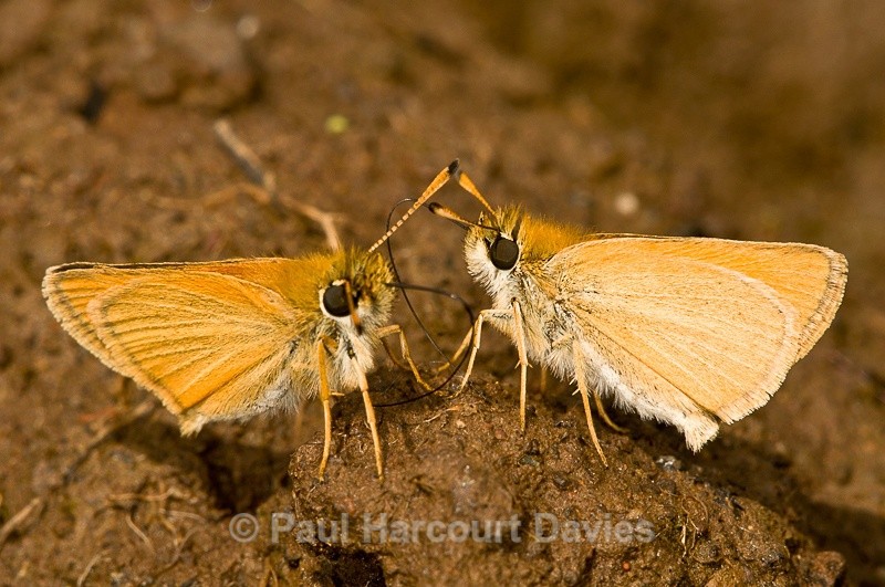  - Bugs: Butterflies