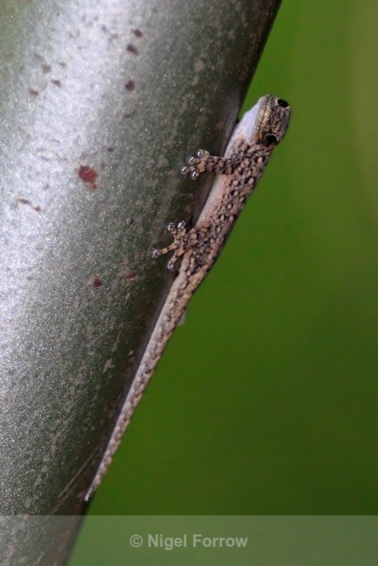 Gecko clinging to vertical tent pole in Rekero Camp - REPTILES & AMPHIBIANS