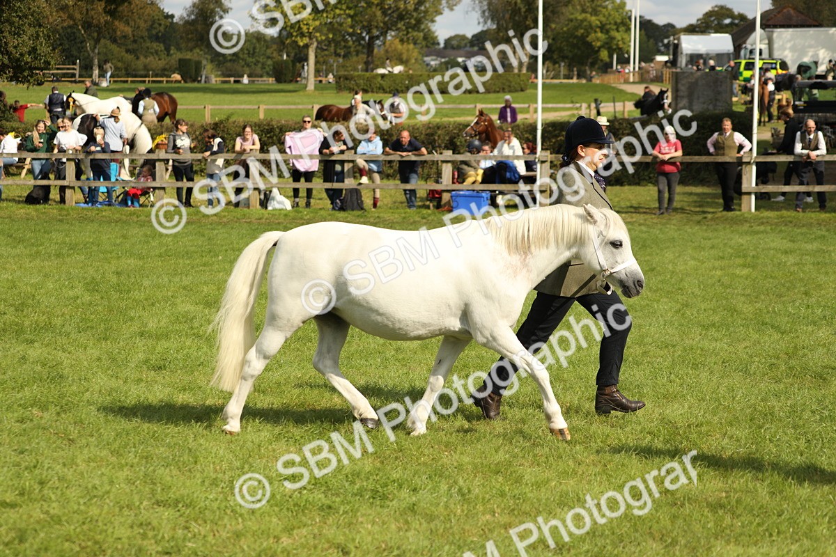 SBM_62770 - S46 - Mountain & Moorland In Hand Small Breeds