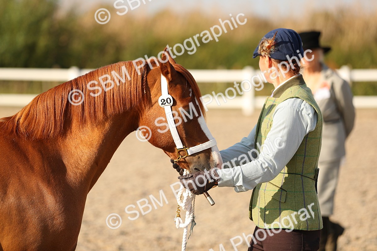 SBM_09005 - Class 29 IH Veteran Pony