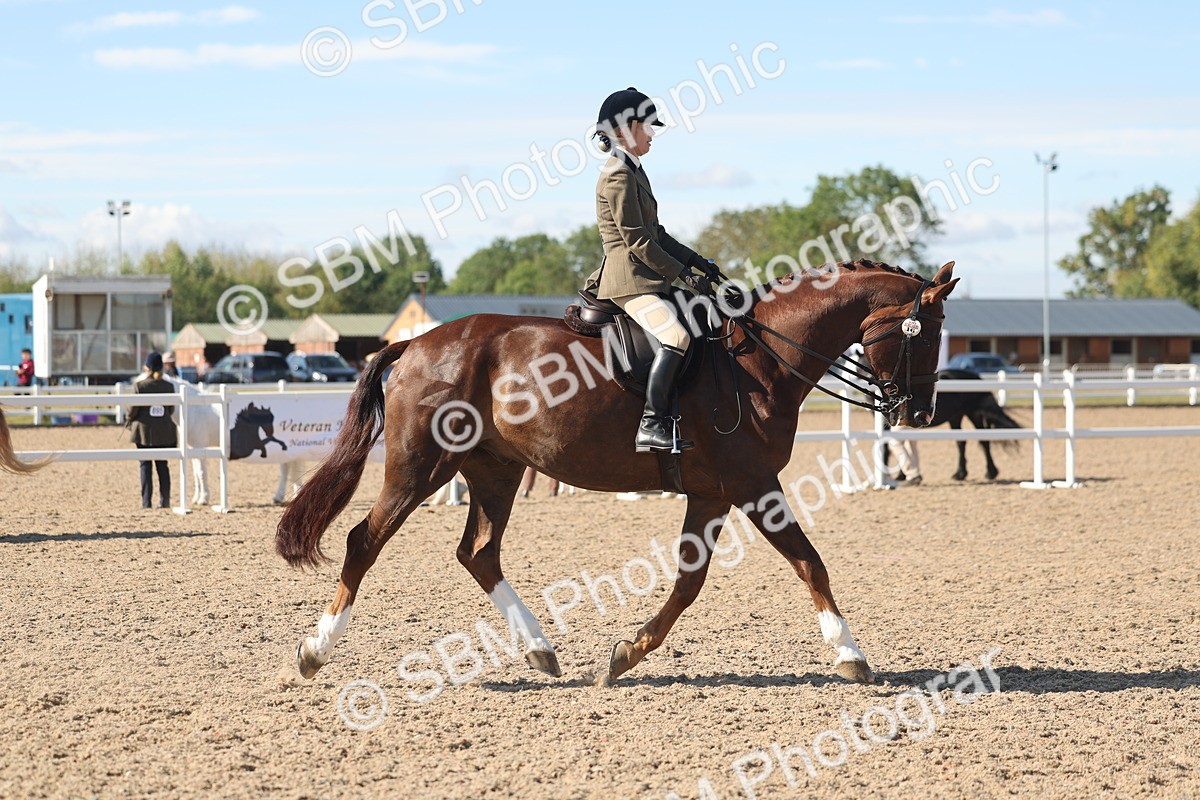 SBM_13050 - Class 305 - Ridden Foreign Breed Pure Bred