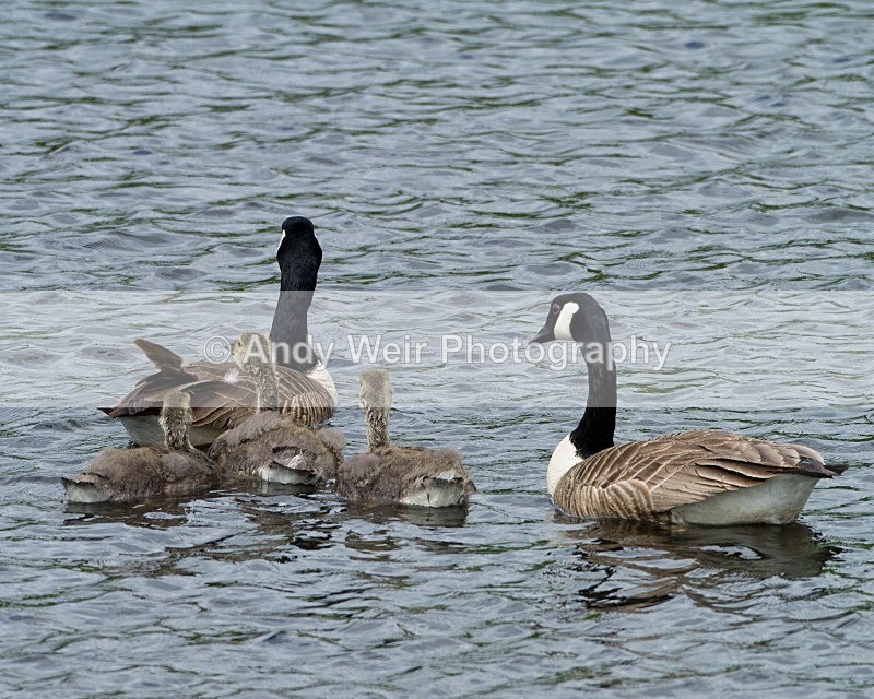20110619-IMG_6033 - Canada Goose