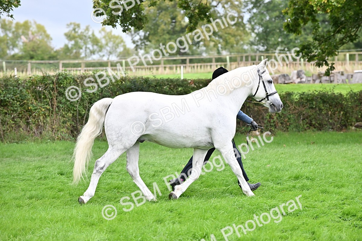SBM_63291 - S49 - Mountain & Moorland In Hand Large Breeds