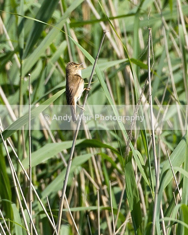 20110702-IMG_6095 - Whitethroat