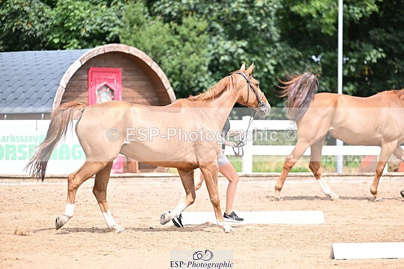 250716-132017-00435 - Trot Up 12.30 to 1.30