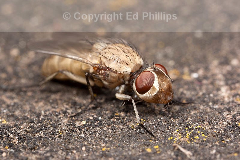 Leucophora Fly