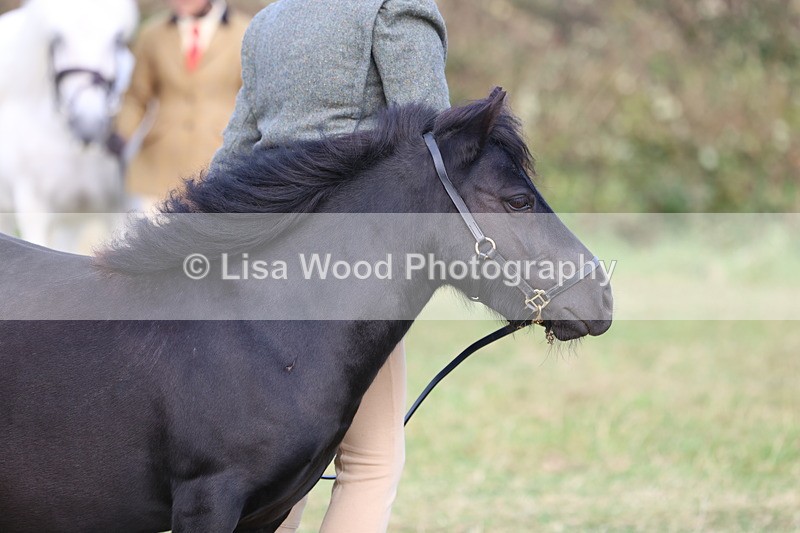 3E7A3290 - Class 12: M & M Small Breeds