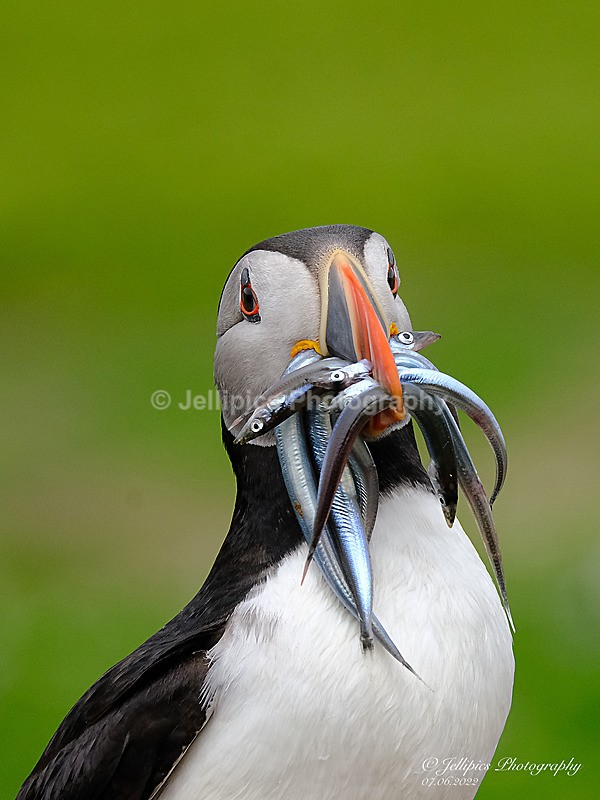  - Wildlife and Nature