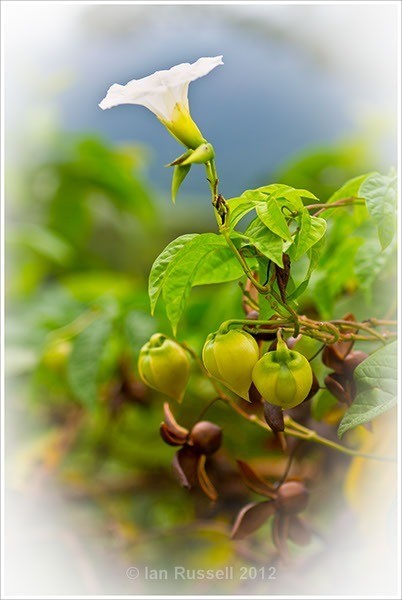 Brazil wild flower - Flowers