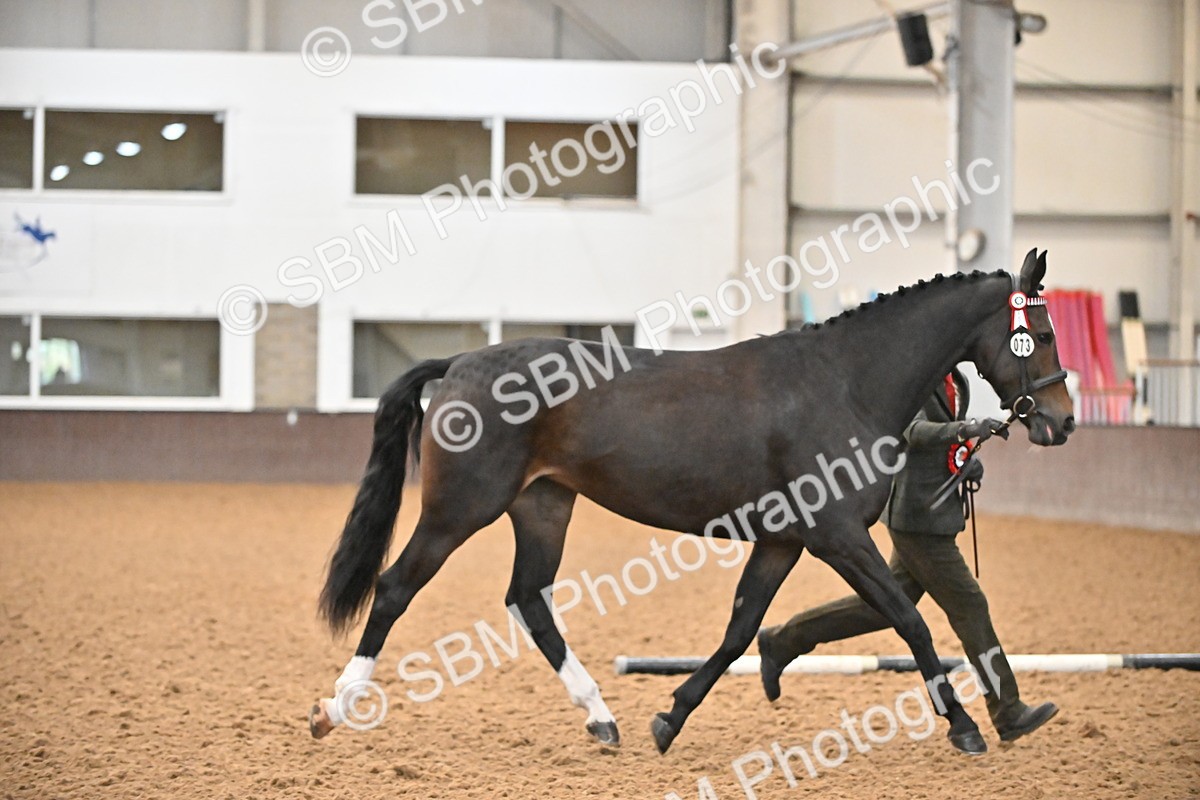 EB7_8440 - Class 3 - In Hand Foreign Breeds & Warmbloods