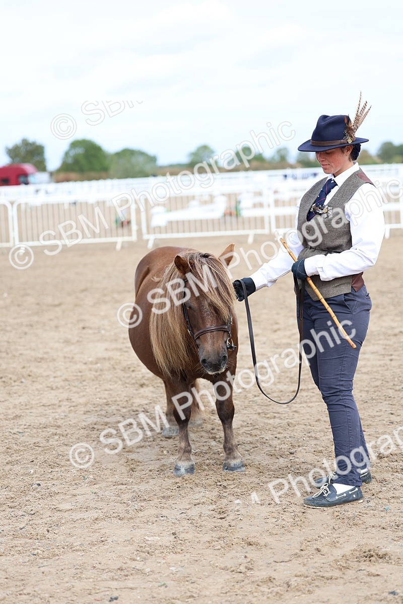 SBM_01848 - Class 18 - Handsomest Gelding - IH or Ridden
