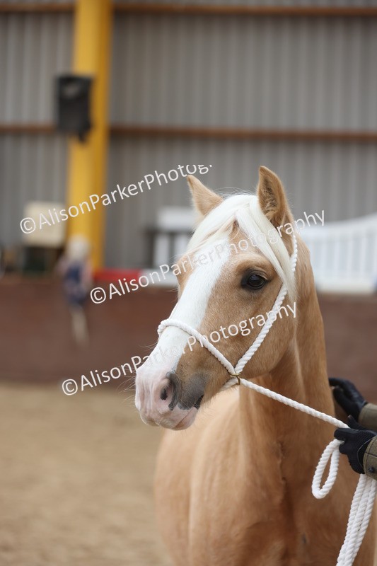 20251109-0851 - Class 25 - Yearling, Colt, Filly or Gelding