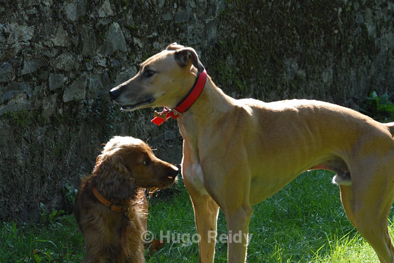  - Canine Friends