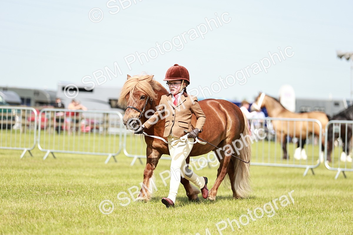 SBM_01827 - Class 14-23 - Mountain & Moorland In Hand Non Welsh