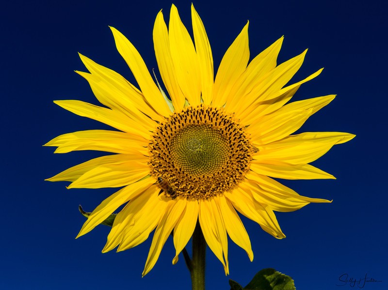 Sunflower 3