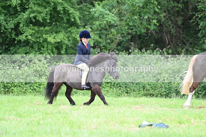WJ7_4327 - Class 14A Handsome Gelding
