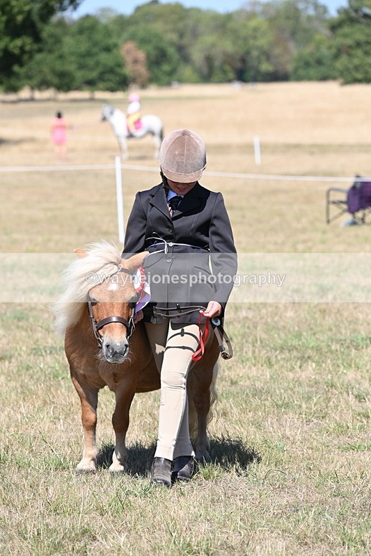 WJ6_8710 - Class 37b Best Loan Pony In-hand