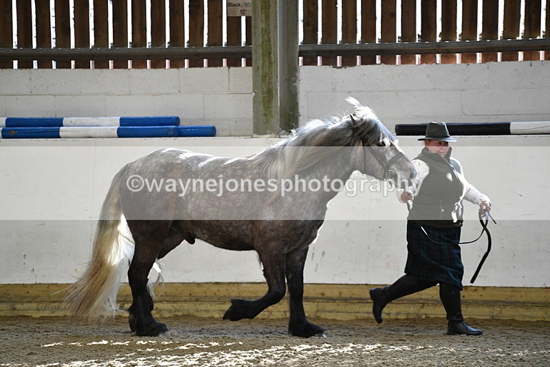 WJ5_3468 - Class 1 Youngstock