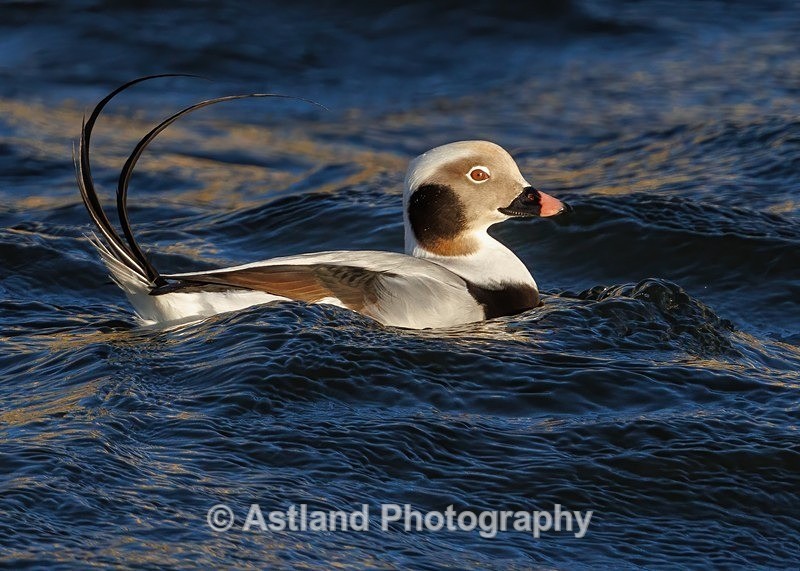 Long-tailed Duck - Latest Images