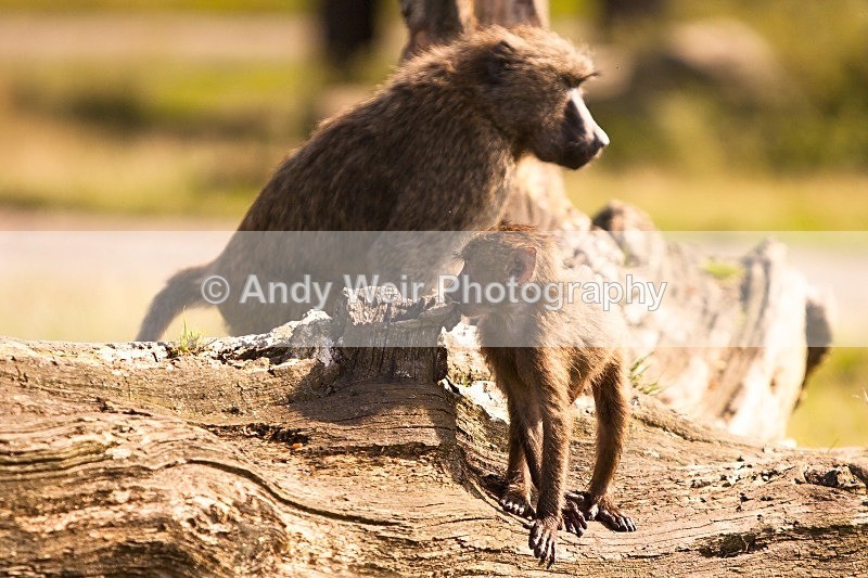 20120903-_MG_9699 - Captive Animals