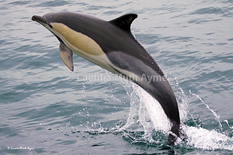 IMG_4280 Agadir, Morocco - Marine wildlife