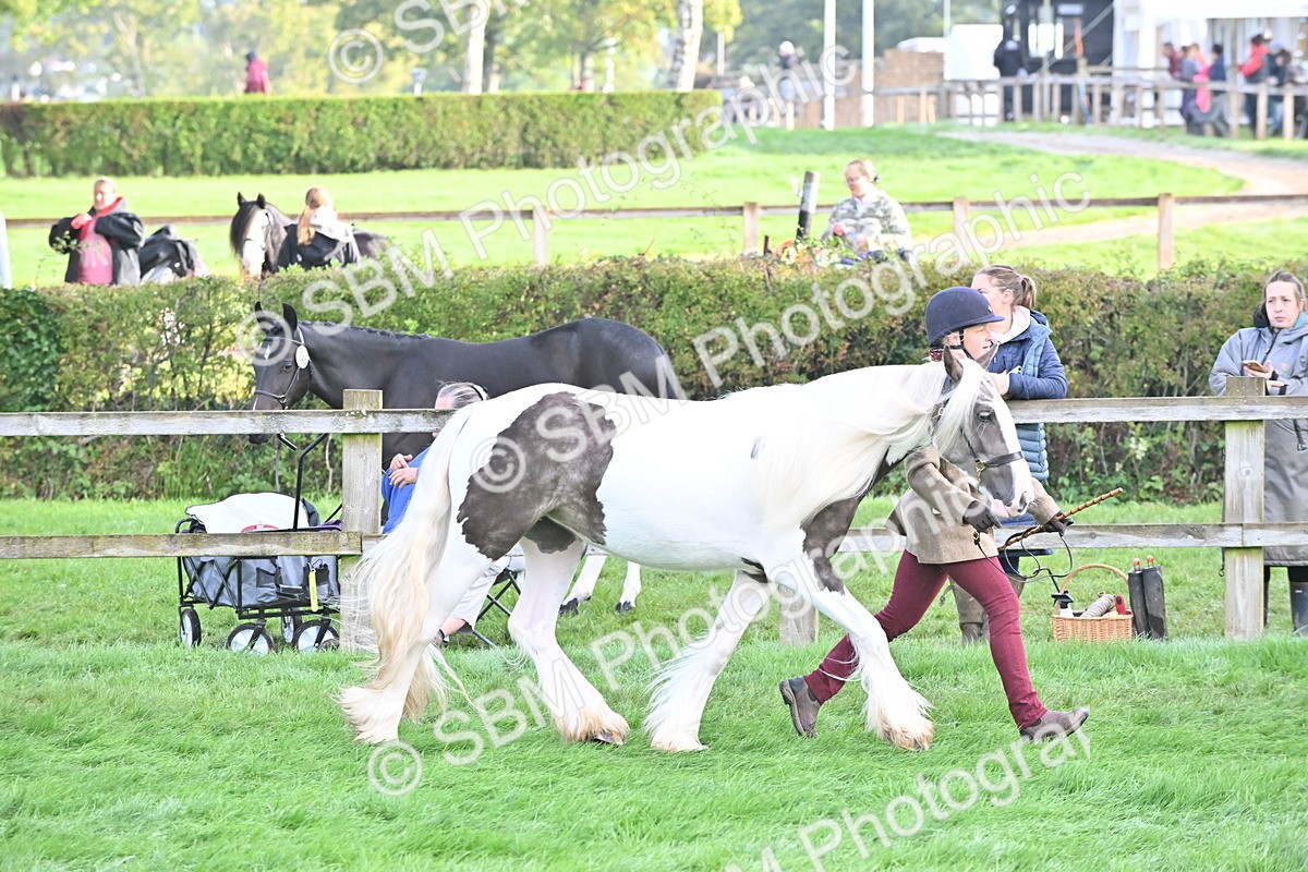 SBM_55337 - S44 - Youngstock In Hand
