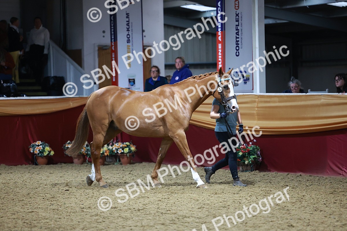 SBM_20630 - Class I - Ridden Pony Champ