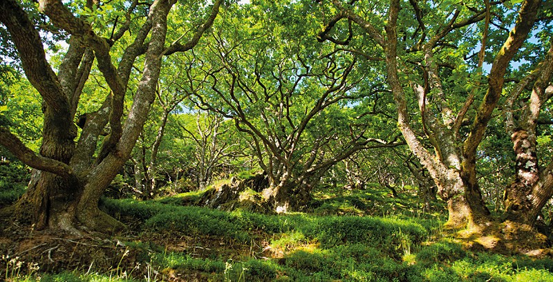 Earth Summer Elan Woods_1147 - Earth Element