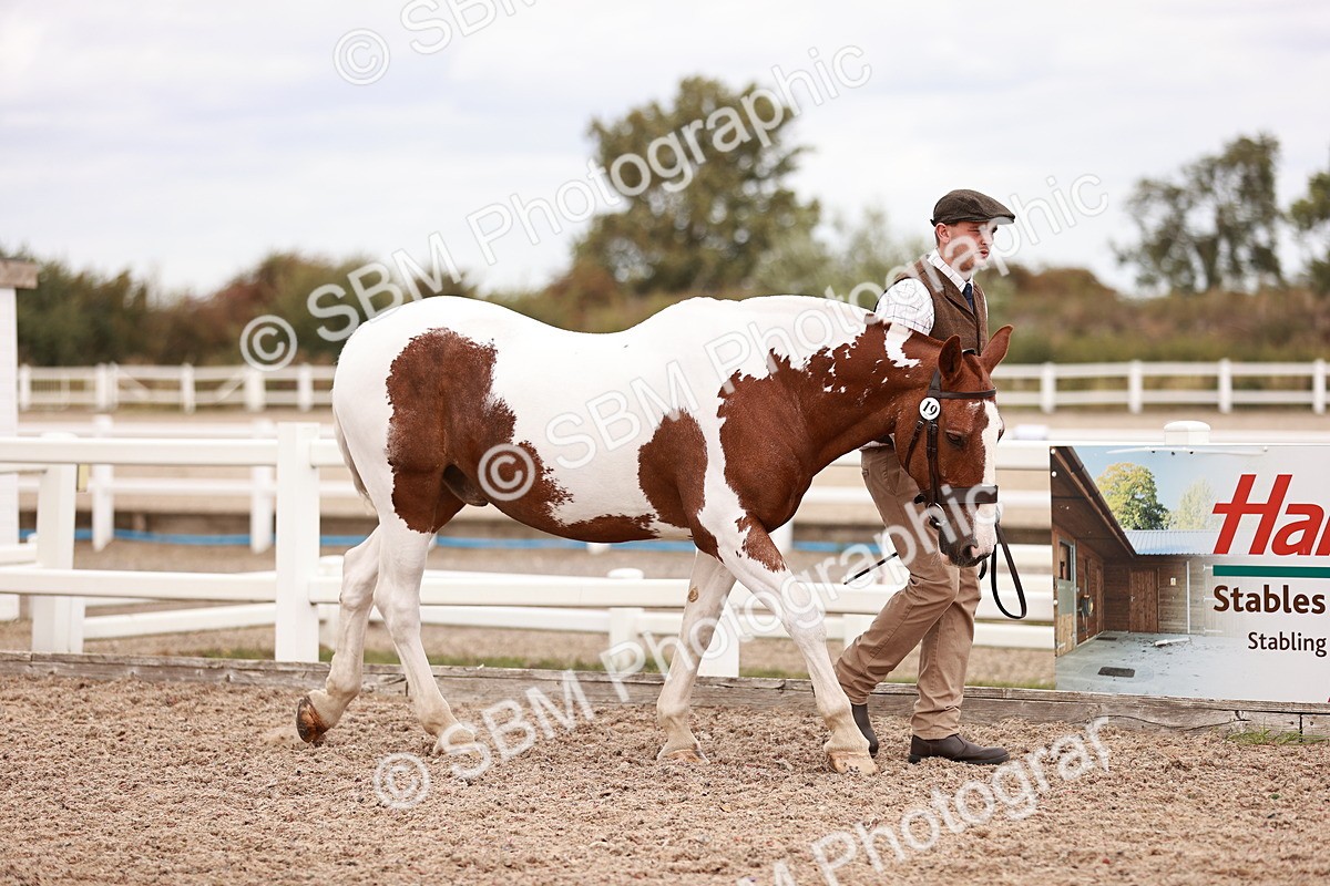 SBM_16188 - Class412 - Handsome Gelding (IH  or Ridden) Adult