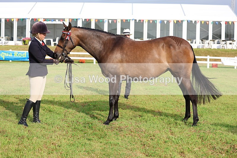 3E7A7875 - Class 1: Rising Star Small Hack/Riding Horses