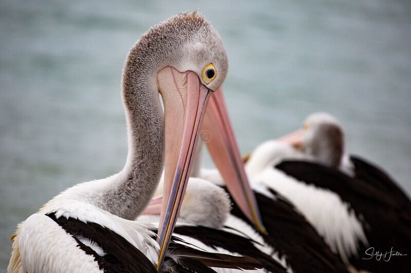 Pelican Preening