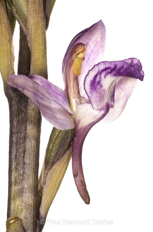  - WB: Orchids - Various