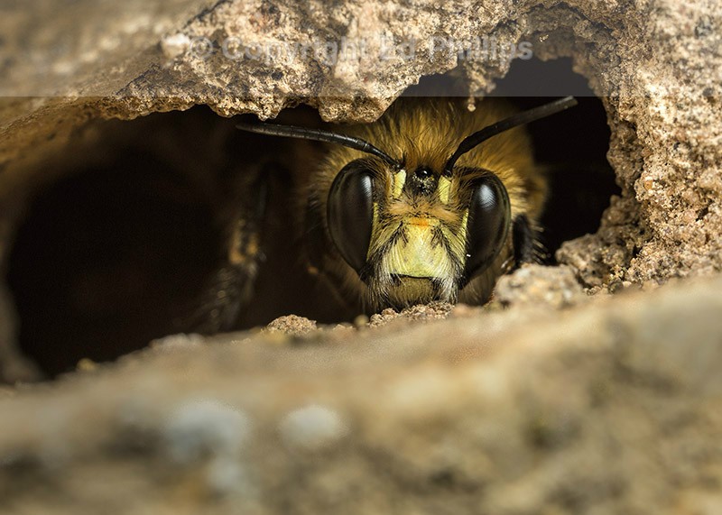 Anthophora  plumipes (m)