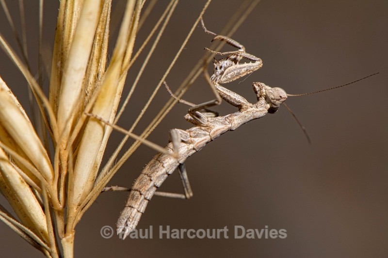 European dwarf mantis ( Ameles spallanzania - Insects, Spiders and other Animals