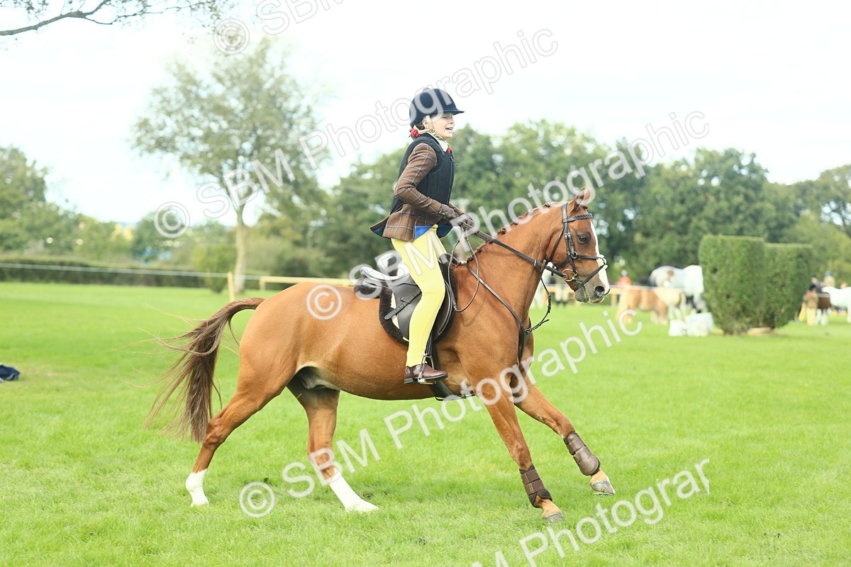 SBM_44649 - S31 - Working Hunter Pony