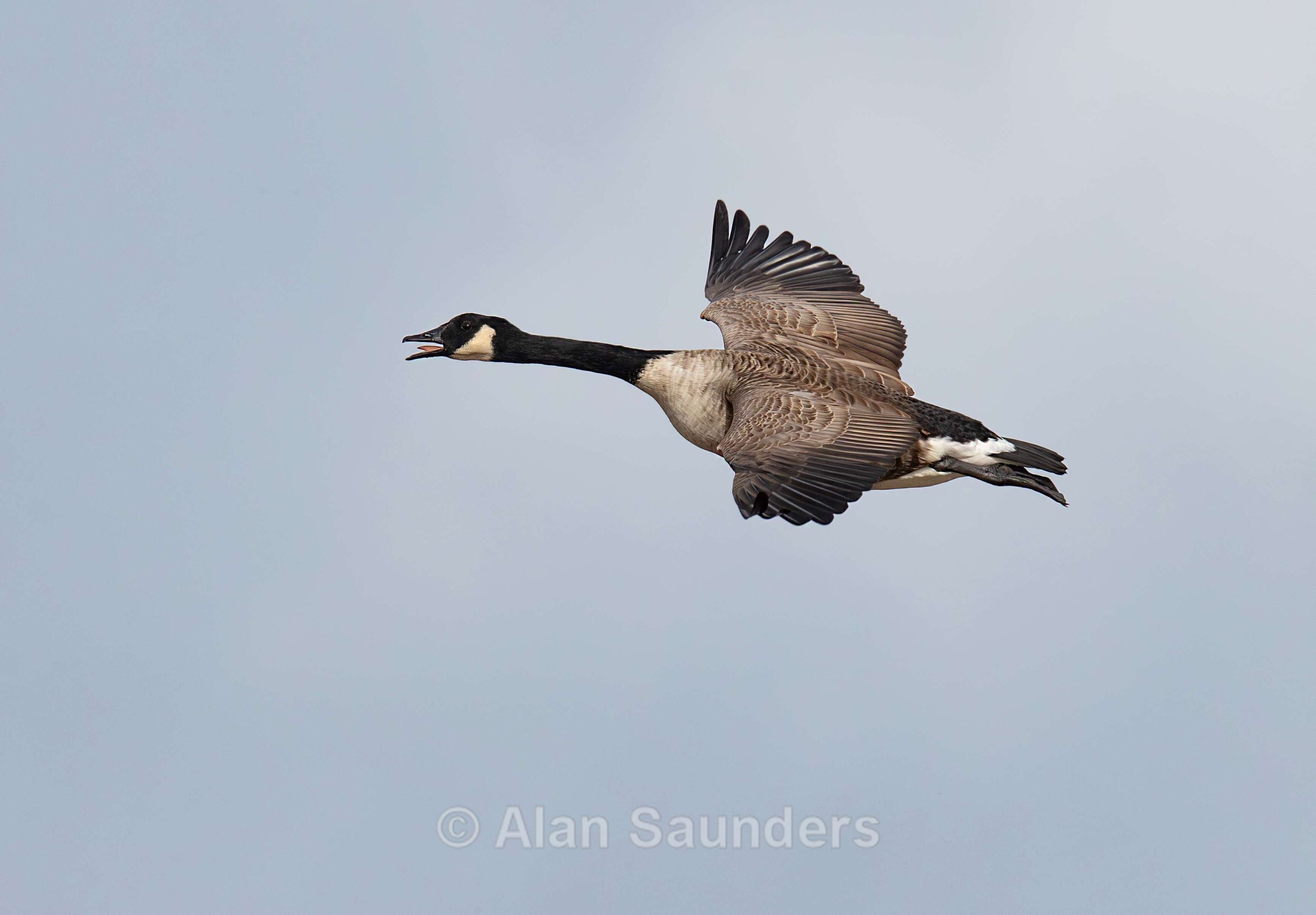 Canada goose 2