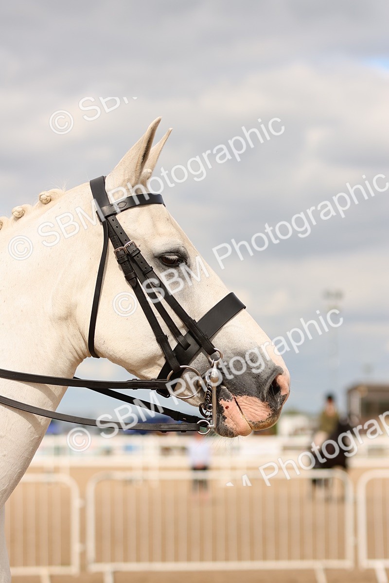 SBM_15907 - Class 216 - Best Side Saddle Horse-Pony