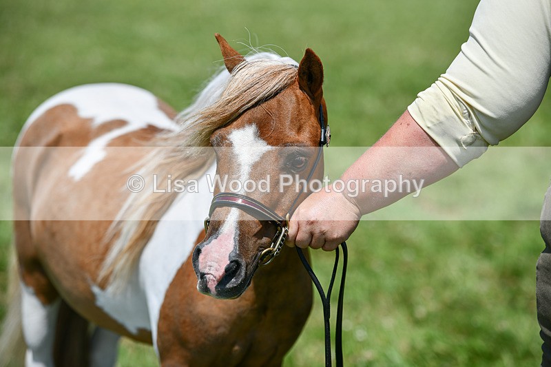 DSC_7215 - Class 61: Miniature Horse 4yrs & over